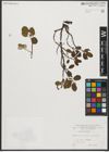 Foto von Salix reticulata L.